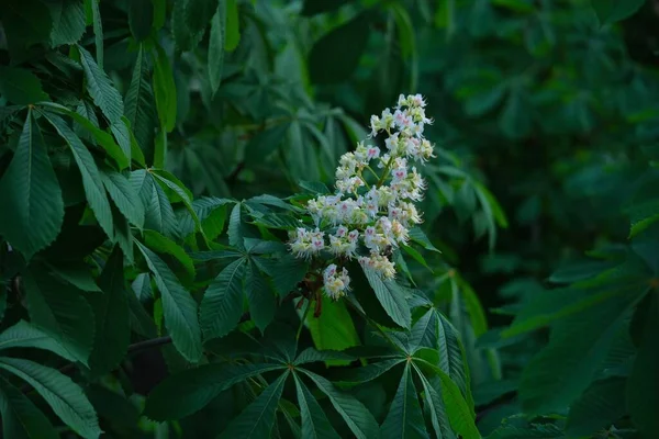 Blühende Kastanien Vor Dem Hintergrund Üppig Grünen Laubs Weiße Blühende — Stockfoto