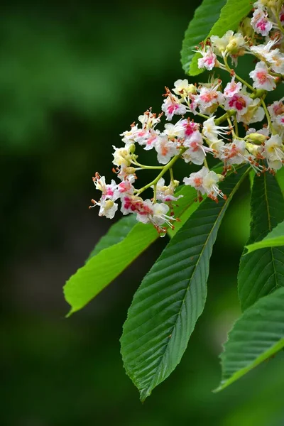 Fiore Castagno Uno Sfondo Fogliame Verde Succoso Focus Sul Fiore — Foto Stock