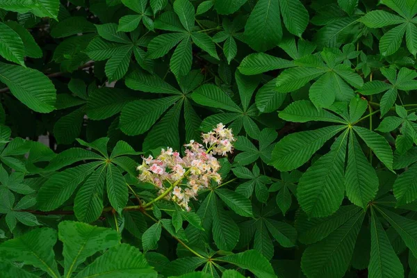 Kastanienblüte Auf Saftig Grünem Laub Fokus Auf Die Weiße Kastanienblüte — Stockfoto