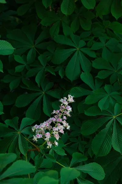 Fiore Castagno Uno Sfondo Fogliame Verde Succoso Focus Sul Fiore — Foto Stock
