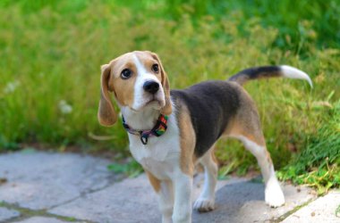Altı aylık Beagle köpeği bahçede yürüyor. 