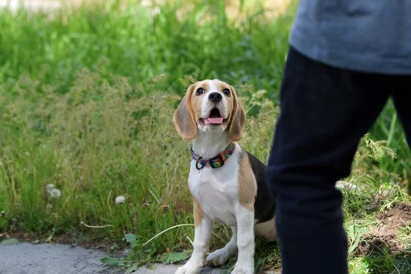 Altı aylık Beagle köpeği bahçede yürüyor. 