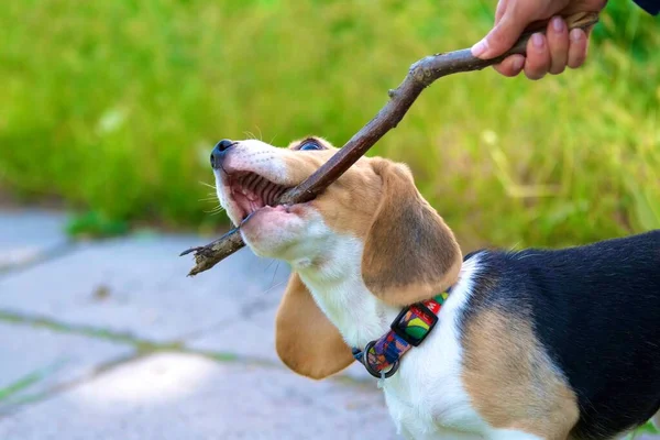 Zes Maanden Oude Beagle Puppy Een Wandeling Tuin — Stockfoto