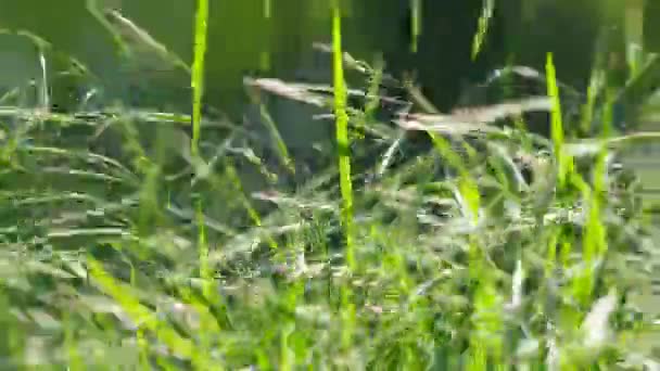 太陽の光で照らされる美しいジューシーな草クローズアップ — ストック動画
