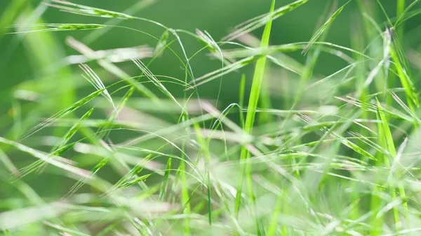 Abstract soft background of young grass close-up. Soft focus. Green composition.