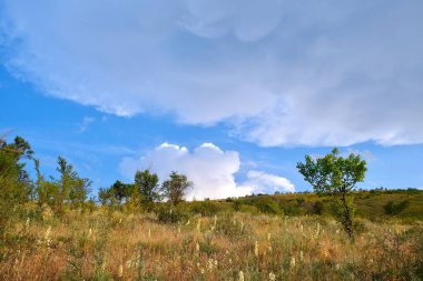 Yaz manzarası. Beyaz bulutlu mavi gökyüzüne karşı yaz çimenleri.