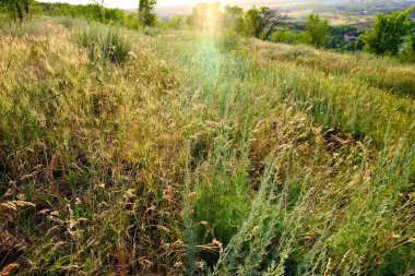 Sıcak bir yaz gününde yabani otlar. Yaz dönemi. Yaz havası.