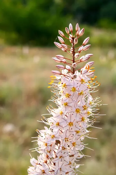 Fiori Selvatici Giorno Estate Sfondo Estivo Modo Estivo — Foto Stock