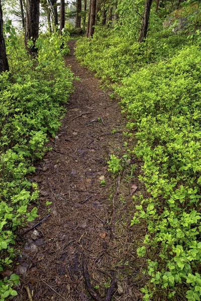 Brauner Pfad im Wald mit grünen Büschen — Stockfoto