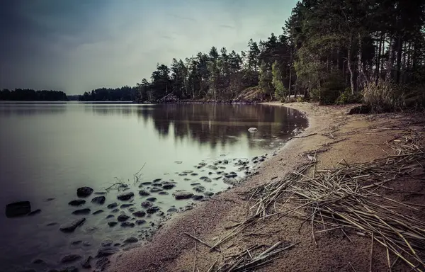 Plage de sable avec roseaux couchés sur le sable, forêt dans le backgrou — Photo