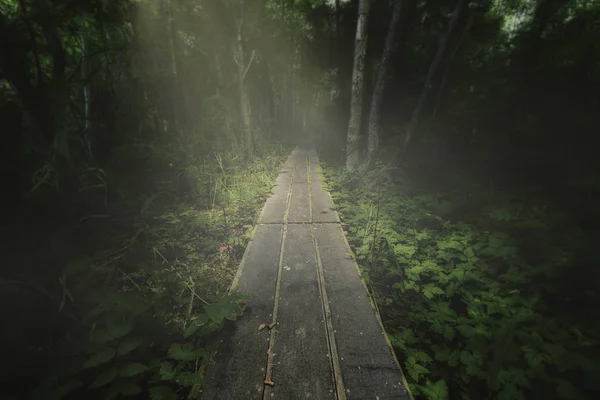 Passarela em floresta densa com neblina solar — Fotografia de Stock