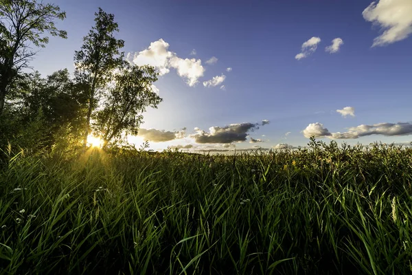 Hög grönt gräs i motljus och blå sk — Stockfoto