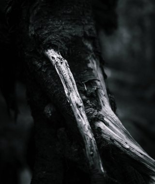 siyah ve beyaz bir şube close-up