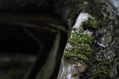 moss dalı yakın çekim