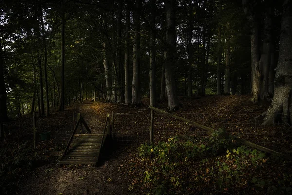 Portão na floresta que leva a um caminho — Fotografia de Stock