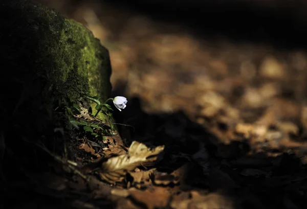 ormanda beyaz bir çiçek güneş parlar