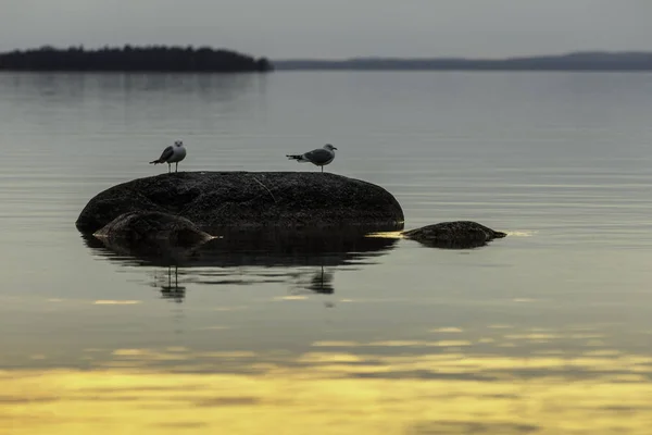 Dos gaviotas se sientan en una roca en el agua una noche de verano —  Fotos de Stock