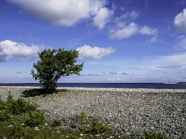 Zielony krzew na kamienistej plaży z niebieski niebo jako tło — Zdjęcie stockowe