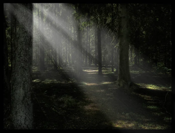 Raios de sol brilhando na floresta — Fotografia de Stock