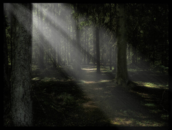Sun rays shining down in the woods