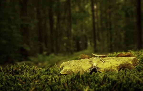 sonbahar yaprakları yağmur damlası ile yakın çekim
