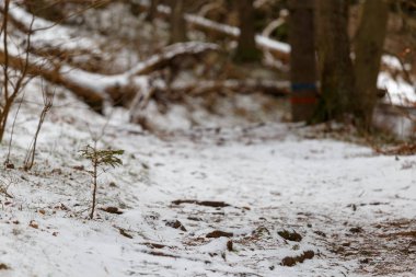 Kış katta küçük bitki