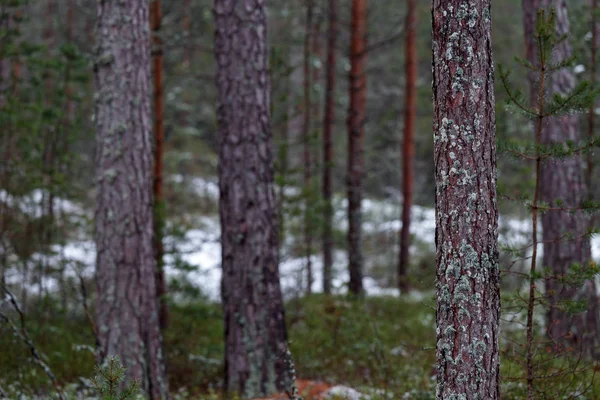 Bäume im Wald — Stockfoto