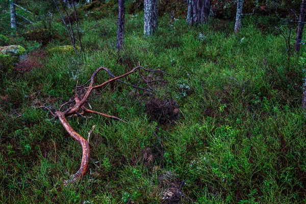 Brauner Ast auf grünem Waldboden — Stockfoto