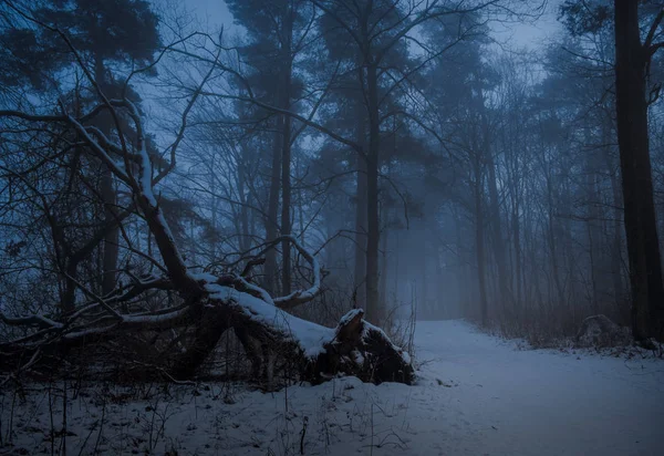 Zemin ve sisli orman yolu ile eski ağacı