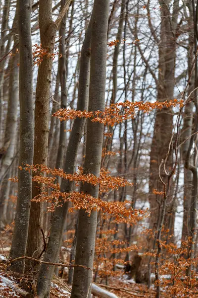 Orangenblätter an kleinen Bäumen — Stockfoto