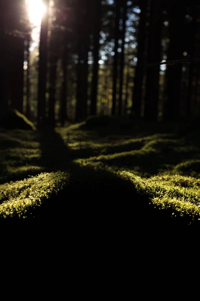 Coucher de soleil dans la forêt — Photo