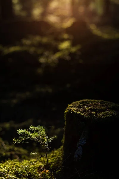 Alter Baumstumpf — Stockfoto