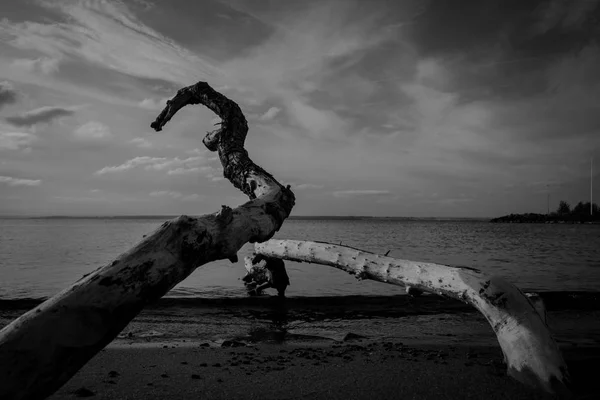 Dos viejos árboles en la playa —  Fotos de Stock