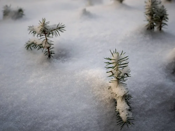 Petits arbres dans la neige — Photo