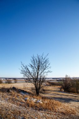 Yalnız ağaç ve mavi gökyüzü
