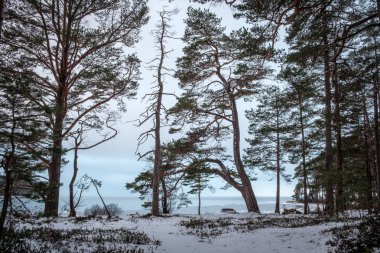 Kış orman deniz kenarı