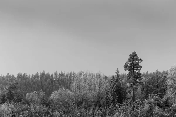 Winterwald in Schwarz-Weiß — Stockfoto