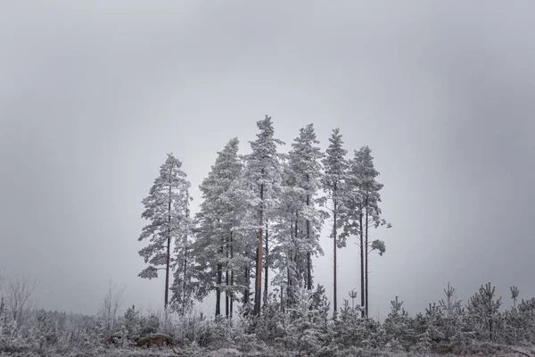 Fák a téli-sziget — Stock Fotó