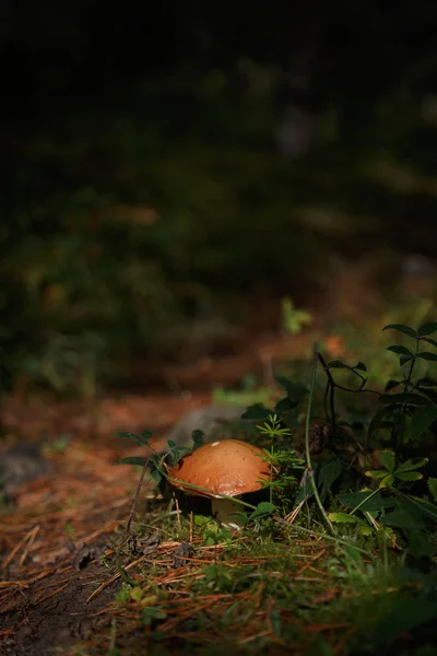 Mushroom and path in forrest — Stock Photo, Image