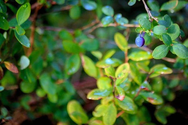 A single bluebarry on a branch — Stock Photo, Image