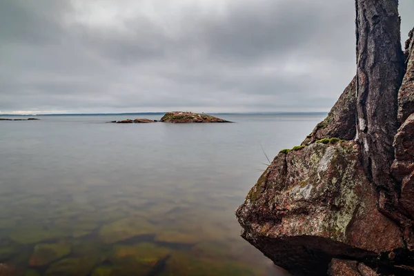 Árbol creciendo a través de rocas en la playa —  Fotos de Stock