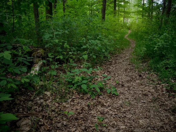 Küçük yeşil forrest yolundaki