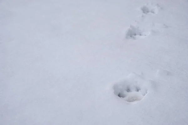 雪の中でフォックス トラック — ストック写真