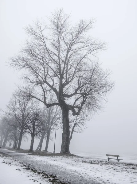 Vinterbild av en park med ekar och parkbänkar i dimma — Stockfoto