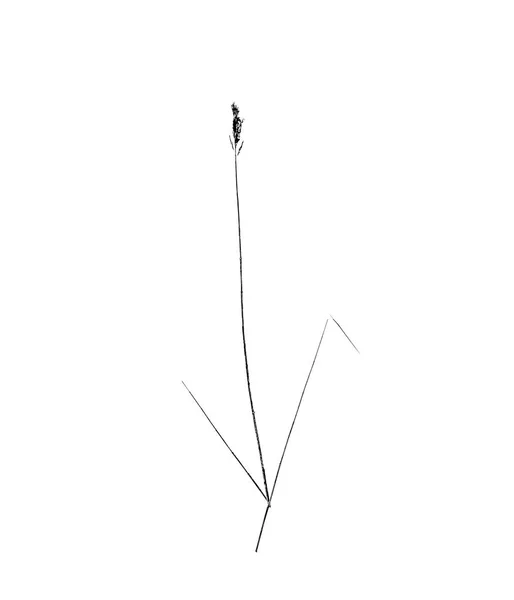 Черно-белое изображение трости, торчащей из снега — стоковое фото