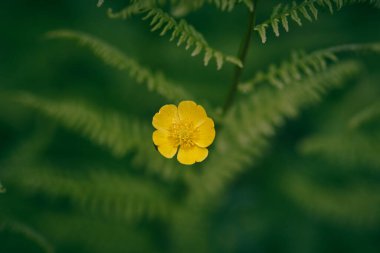 Arka planda eğreltiotu olan küçük sarı bir çiçek.