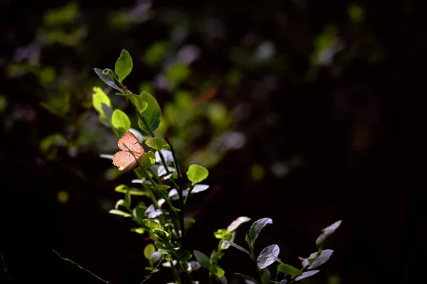 Una Pequeña Mariposa Marrón Luz Del Sol Sienta Una Ramita —  Fotos de Stock