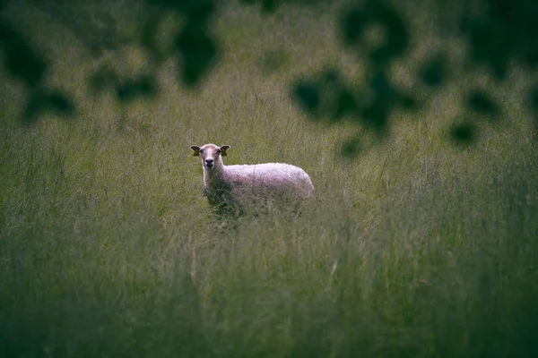 Ein Schaf Blickt Die Kamera Mit Einem Baum Vordergrund Der — Stockfoto