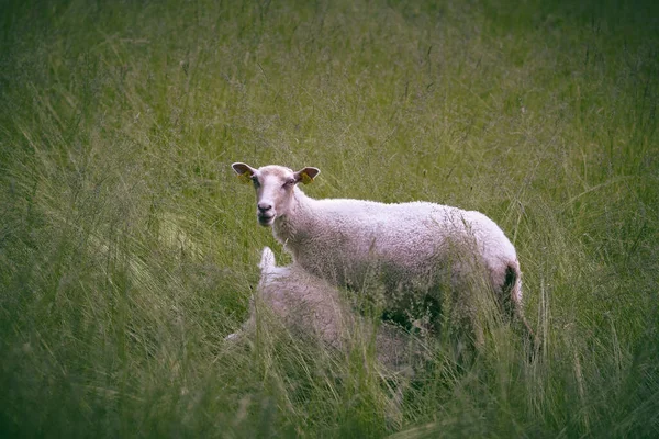 Egy Bárány Áll Zöld Mezőn Kamerába Néz — Stock Fotó
