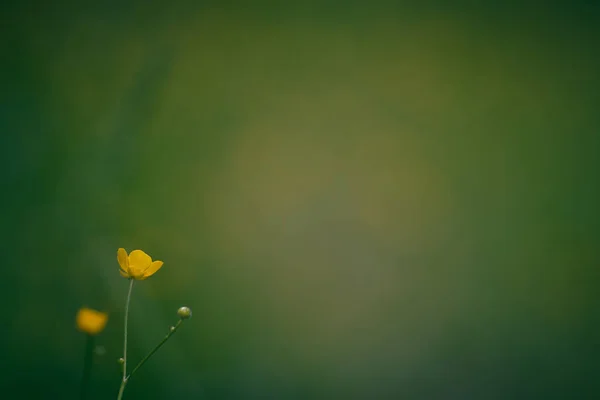 Mały Żółty Kwiat Zielonym Tle Nieostre — Zdjęcie stockowe